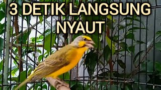 Suara PANCINGAN Burung MOZAMBIK AGAR LANGSUNG GACOR