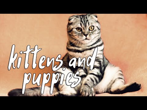 Kittens and puppies music video. For positive spirit throughout the day.
