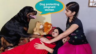 Dog protecting my pregnant wife | protecting baby | funny dog videos.