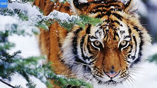 Амурские Тигры Переселятся в Дикую Природу Казахстана