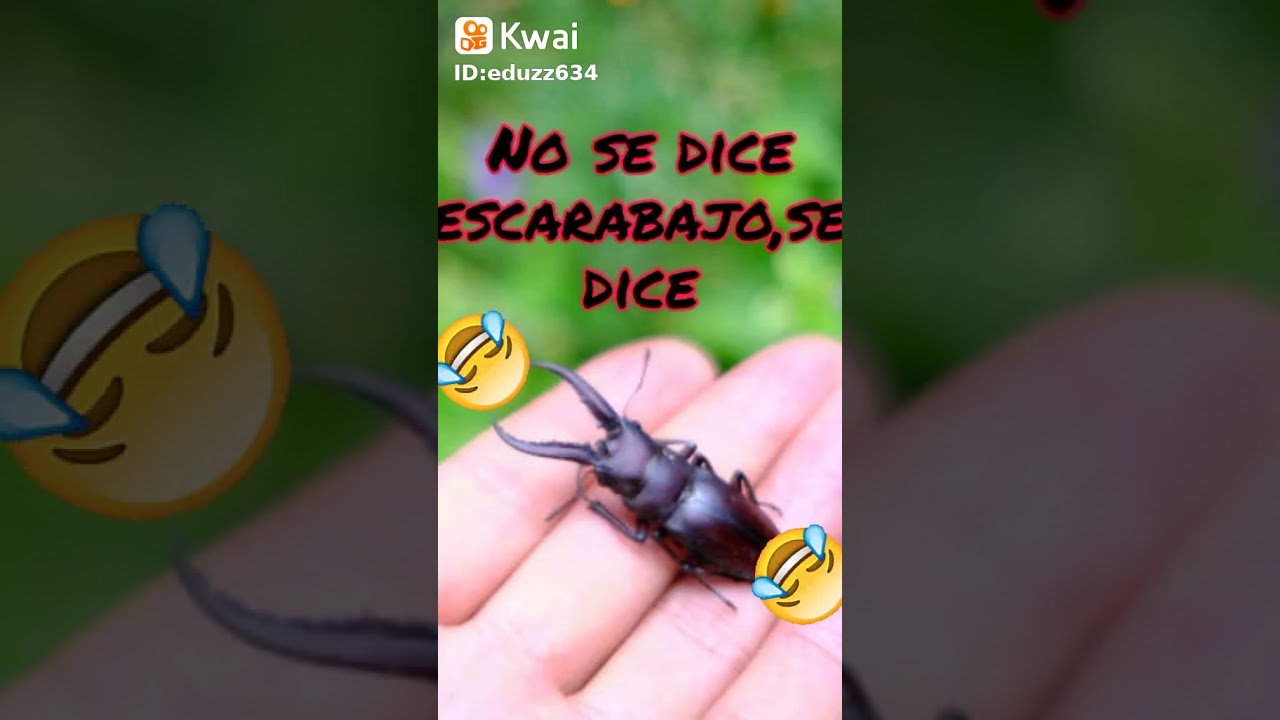 no se dice cucaracha se dice la cucacharcha