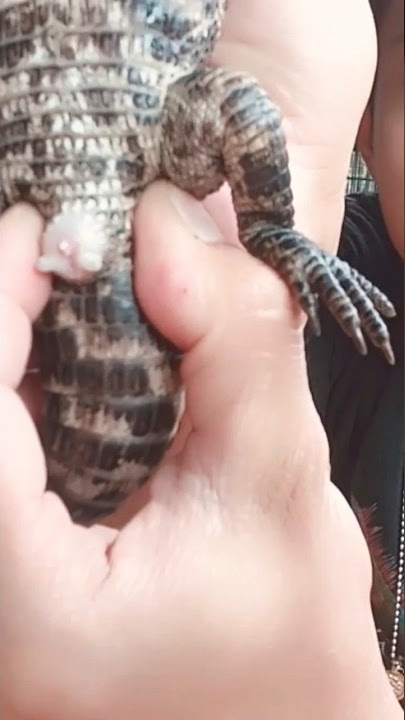 Cara Mengetahui Jenis Kelamin Buaya kerdil / Dwarf Caiman #dwarfcaiman #cuvier #buaya #shorts