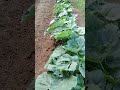 കൃഷിയാണ് ജീവൻ#krishi #cultivation #agriculture #shorts