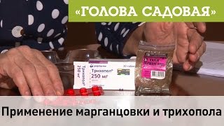 Голова садовая - Применение марганцовки и трихопола