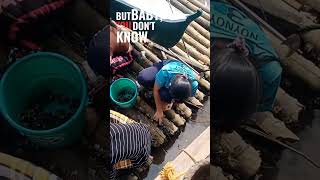 Nangunguha Ng Talaba?
