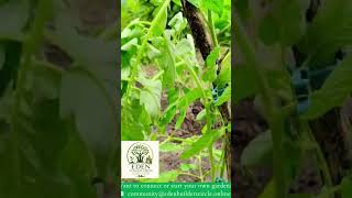 From One Place to Another 🌱 Trusting the Process of Transplanting Tomatoes #gardenofeden #garden