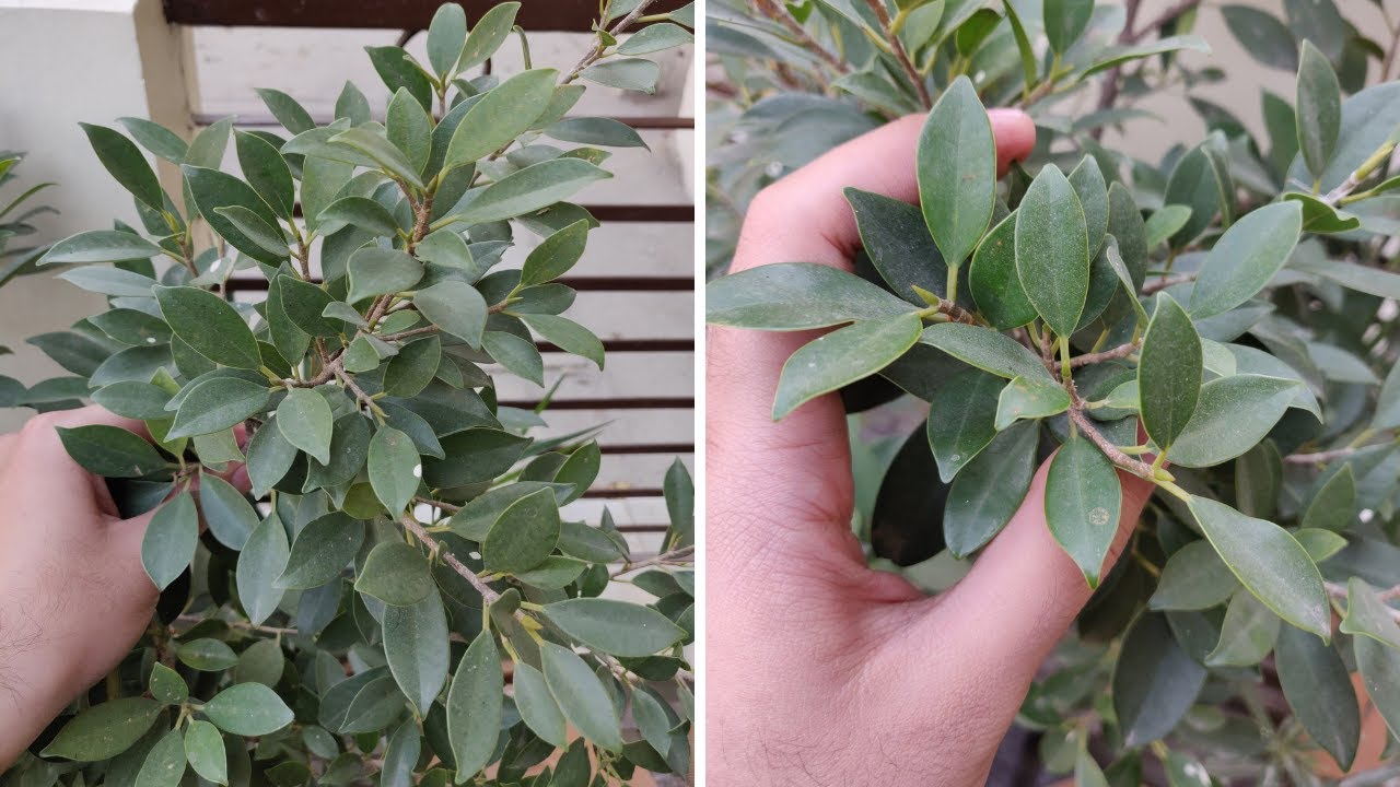 Ficus Plant की leaves yellow हो रही है Ficus leaves turning yellow