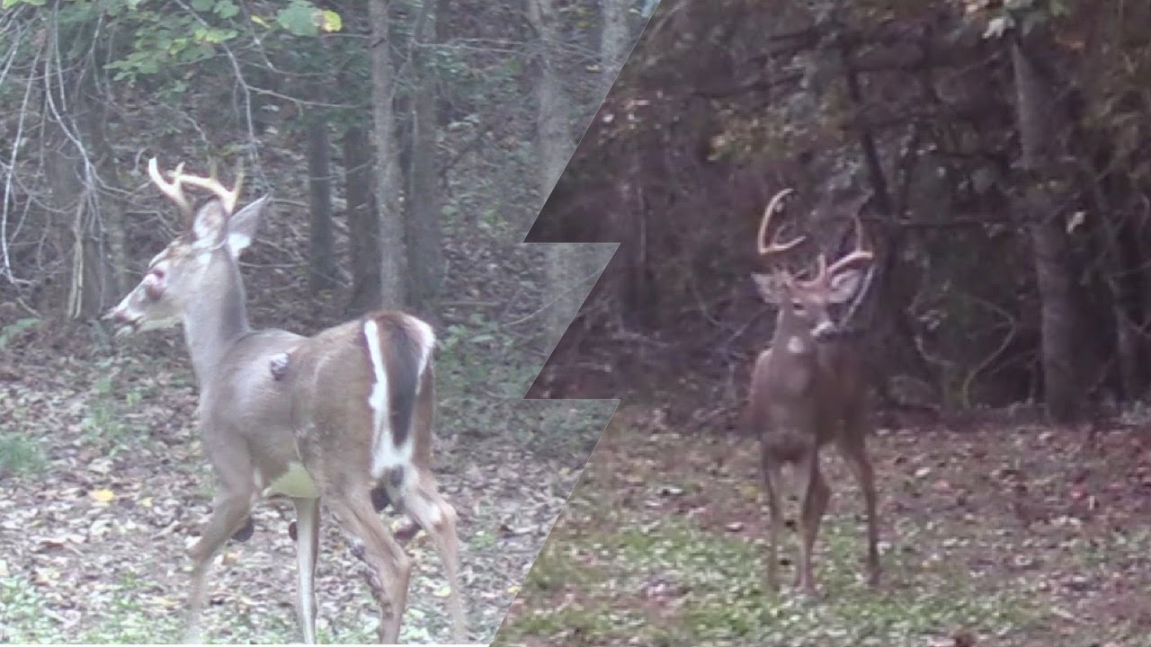 2019 NC archery DEER hunt!! Big bucks and bucks covered in tumors YouTube