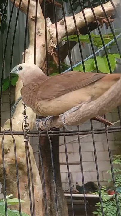 suara anakan emprit kaji masteran ampuh cucak ijo dan murai batu