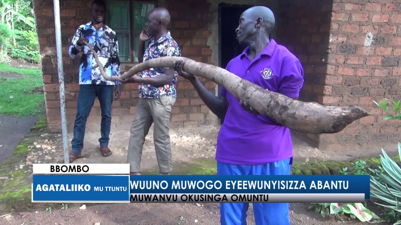Muwogo Wuuno muwogo eyeewunyisizza abantu.Muwanvu okusinga omuntu - YouTube