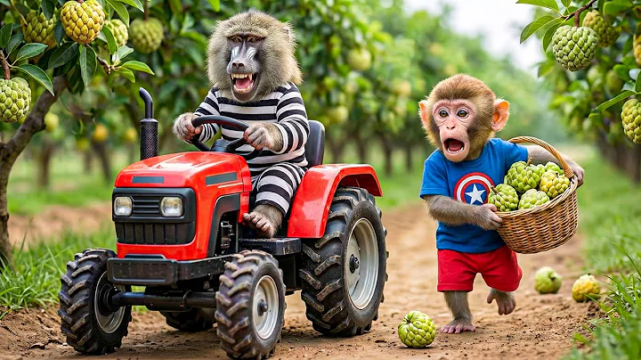 Monkey Farmer Fixes Tractor and Plows Beet Field - Farm Work | Funny Farm🐒
