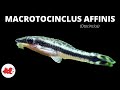 Otocinclus  macrotocinclus affinis 