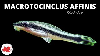 Otocinclus - Macrotocinclus affinis ✔