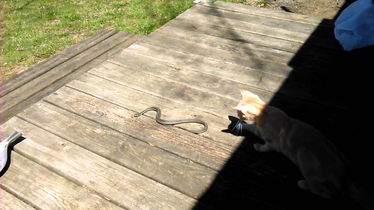 camera iphone 8 plus apk Al and the garter snake 2