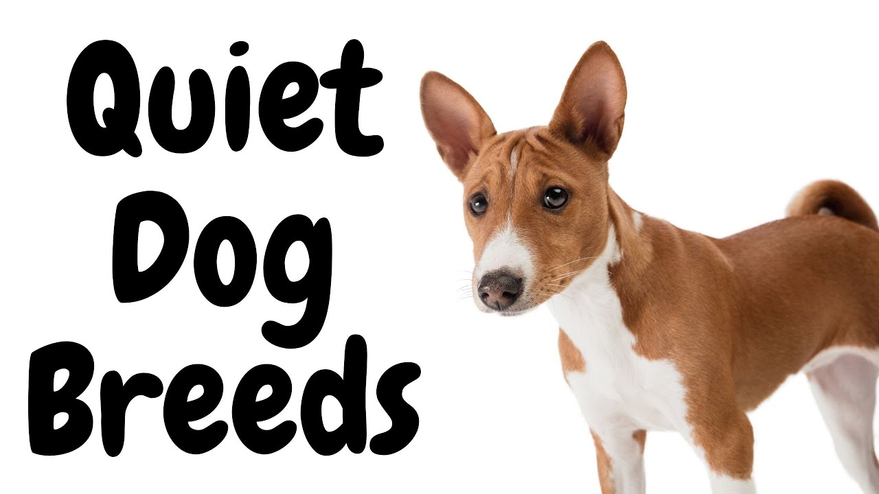 15 Quiet Dog Breeds That Rarely Bark YouTube