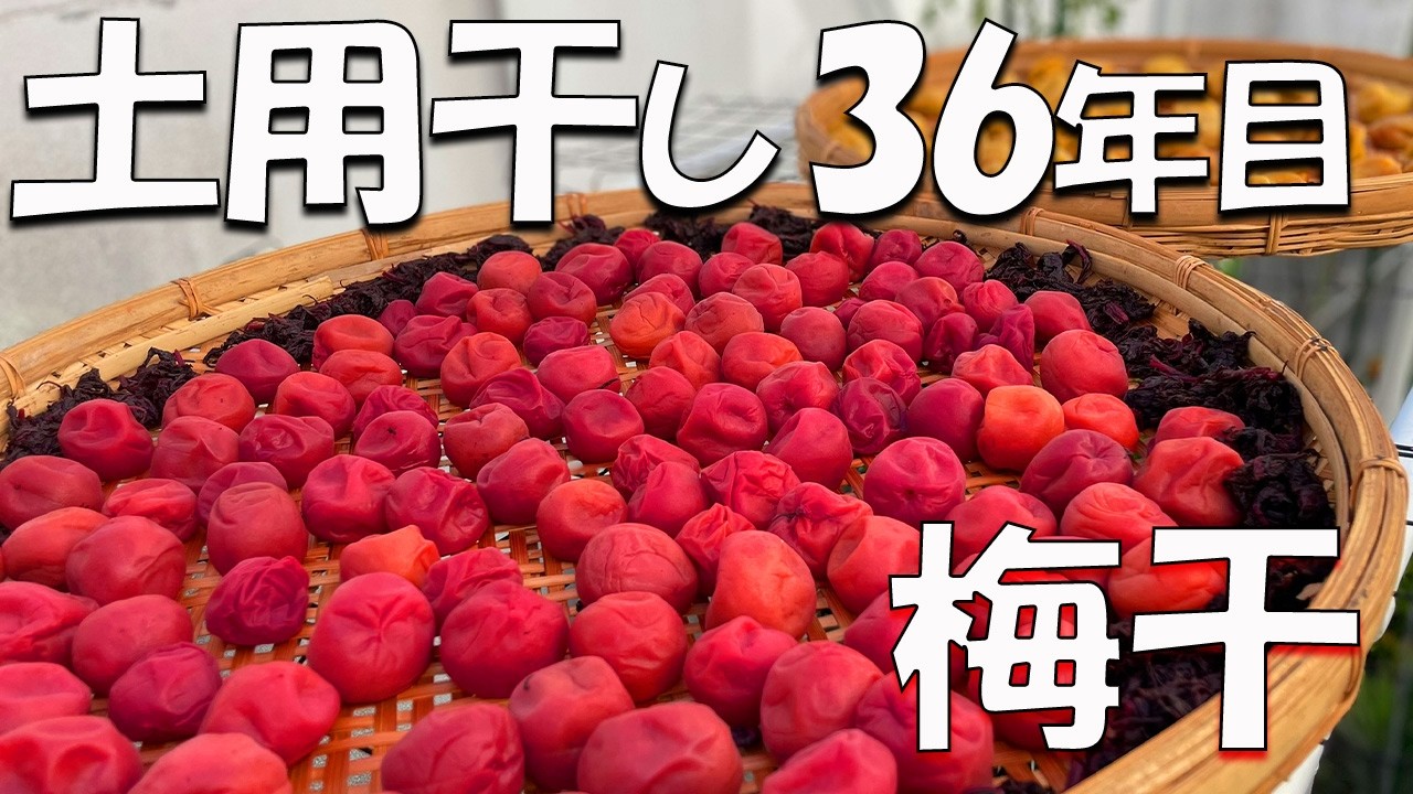 簡単にベランダでできる手作り【梅干】の干し方大公開！
