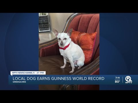 Palm Beach County dog earns Guinness World Record