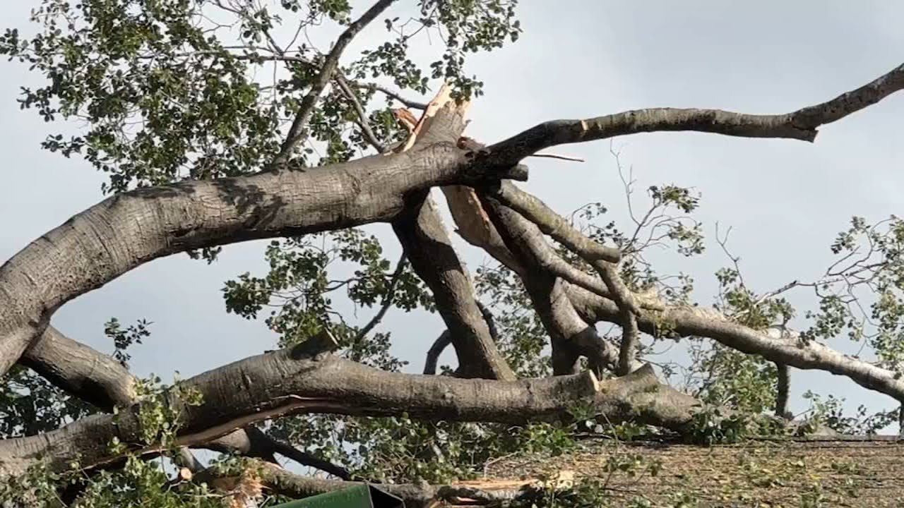 Peninsula home red tagged after large tree crashes on it - YouTube