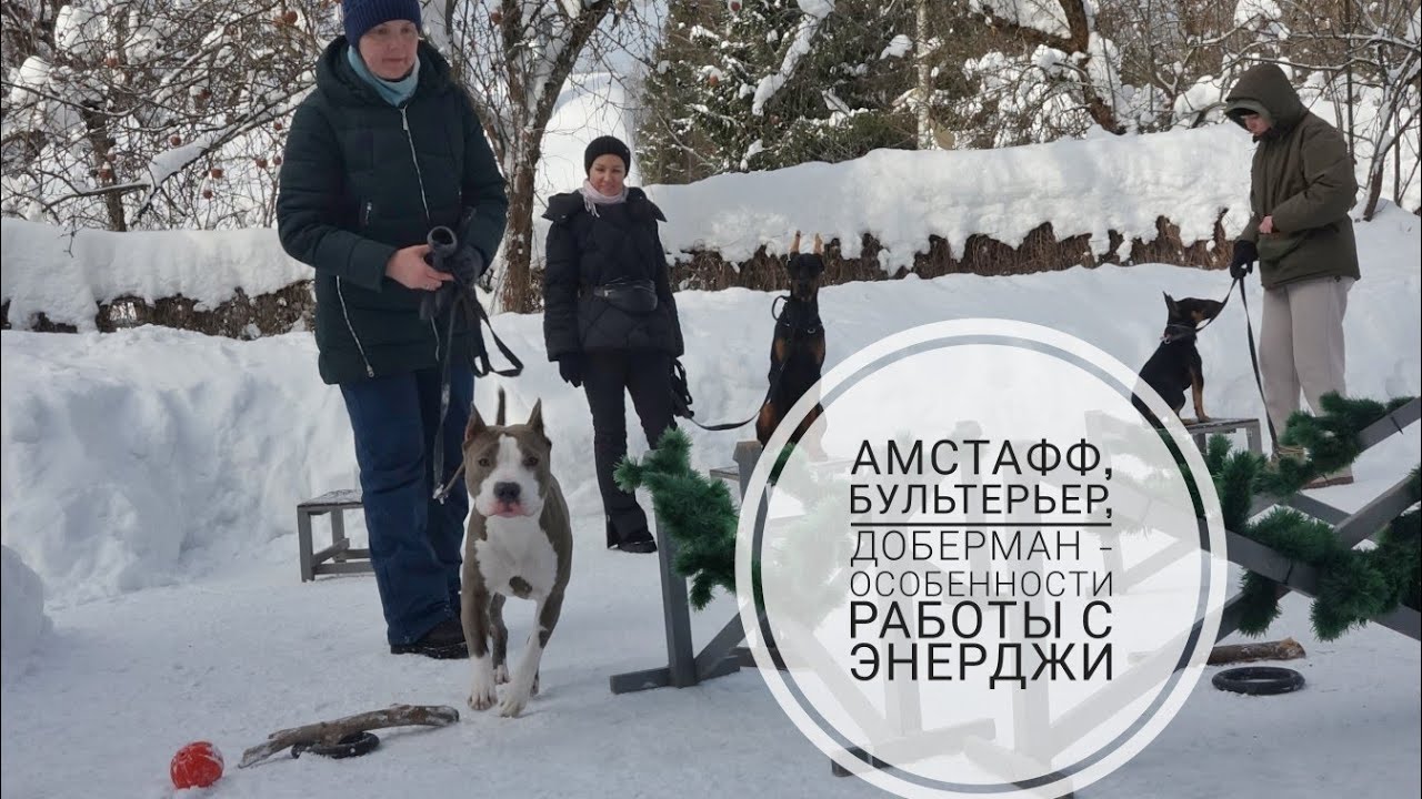 Догтренинг 718. Амстафф, бультерьер, доберман - особенности работы с ...