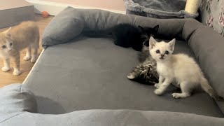 Making Friends in the Kitten Nursery by Community Cats 974 views 7 months ago 10 minutes, 49 seconds