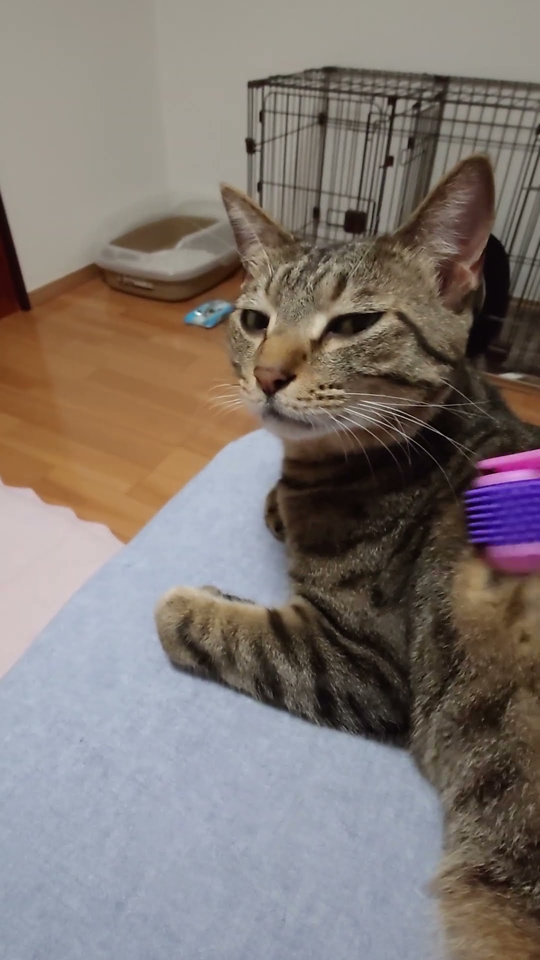チョコちゃん😻気持ちちよさそうなお顔💜可愛い🐾🍀 - YouTube
