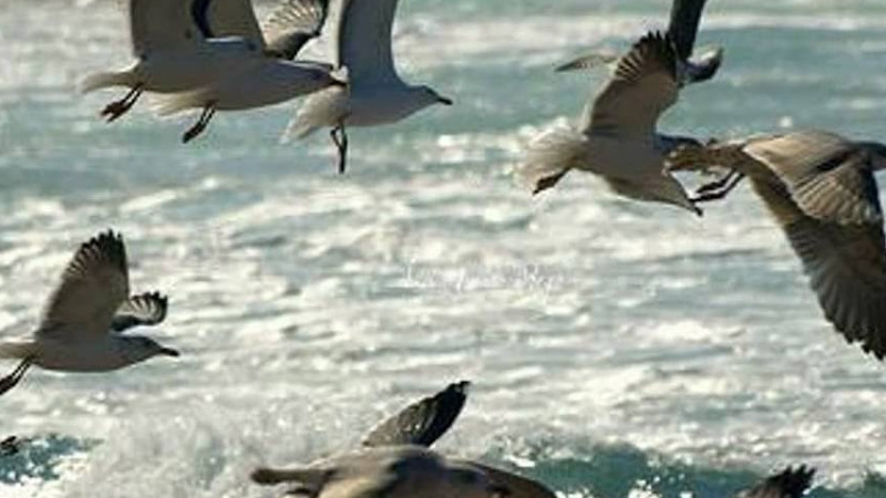 Himno De Galicia (Subtitulado)