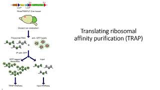Translatome: Translating Ribosome affinity purification (TRAP) #Code: 268