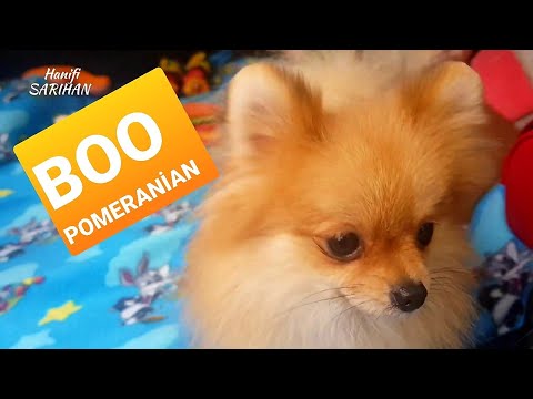 Pomeranian Boo yavru köpek fiyatları | Odesa Ukrayna