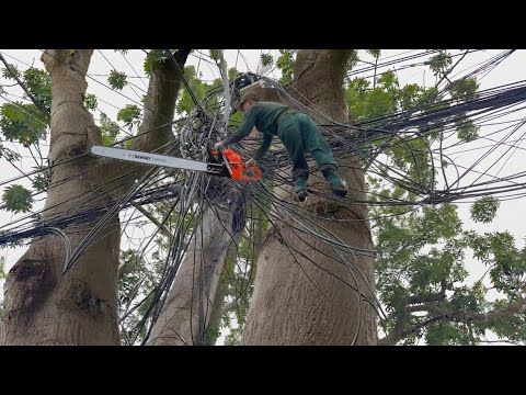 A tree cutter faced danger while sawing a kapok tree near a utility pole.