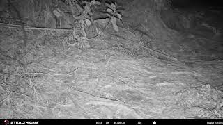 New camera site showing a kiwi's rear end!