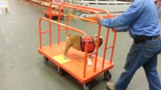 Surfing Home Depot with T-Bone by orionstarman 71 views 11 years ago 29 seconds