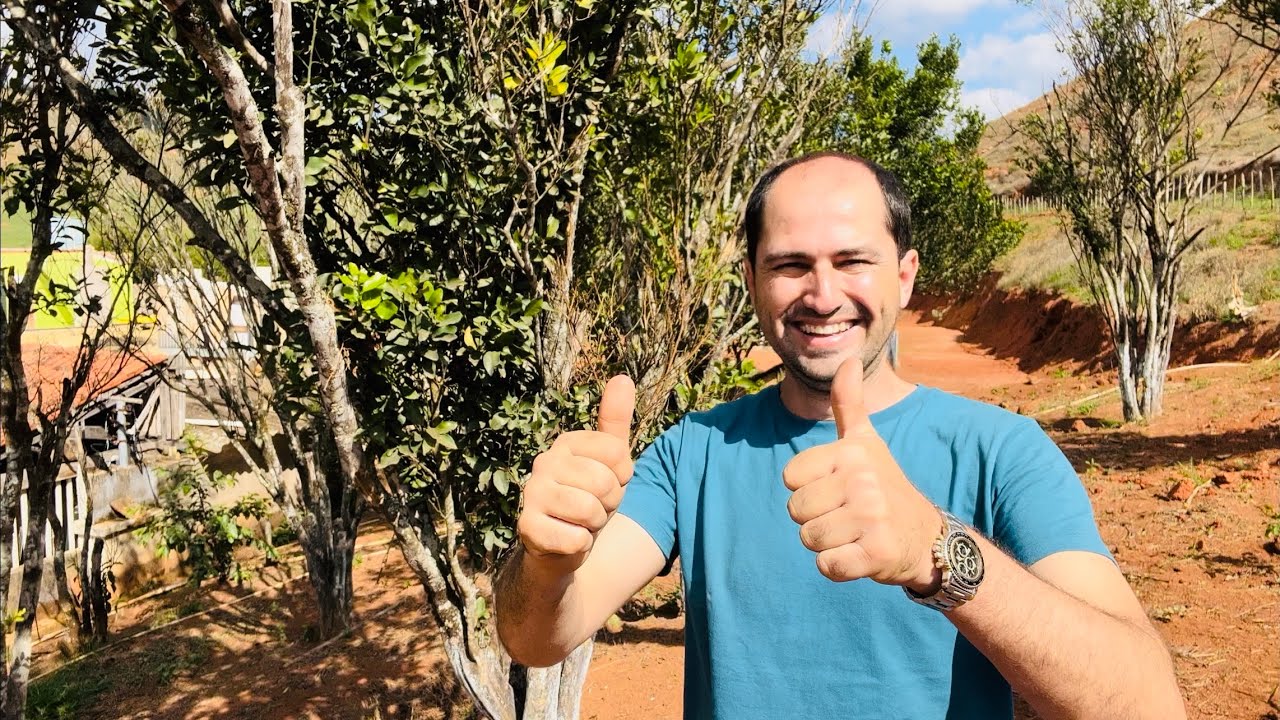 PODA E LIMPEZA NO CITRUS / MEXERICA PONKAN