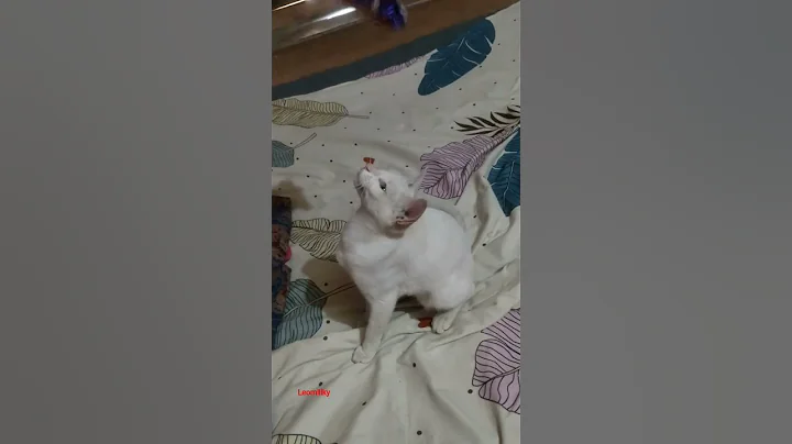 Video 11547301: persian cats funnycats, persian cat funny