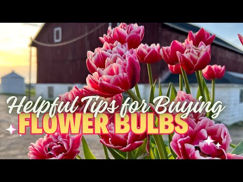 Wideo: Dostawcy cebulek kwiatowych: wskazówki dotyczące kupowania cebulek online lub sprzedaży wysyłkowej