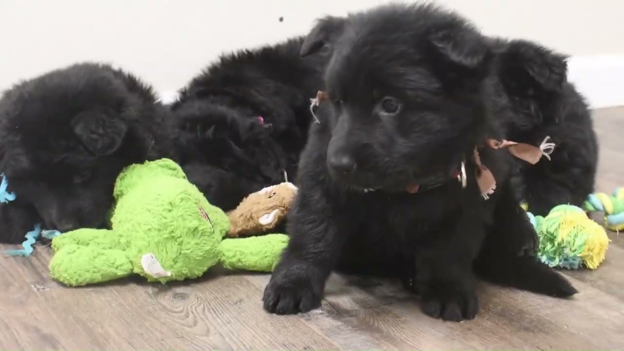 Tiltonhaus Long Coat Black Female Puppies