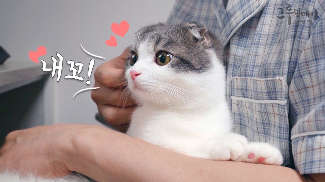 고양이 애호가 고양이 집사 해피누리의 5가지 추천