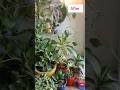 This is my happy place surrounded by plant #plantlover #plant #gardening #viral #shorts