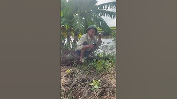 Cây khổ sâm | HÀ PHƯƠNG - CUỘC SỐNG CỦA NGƯỜI VIỆT