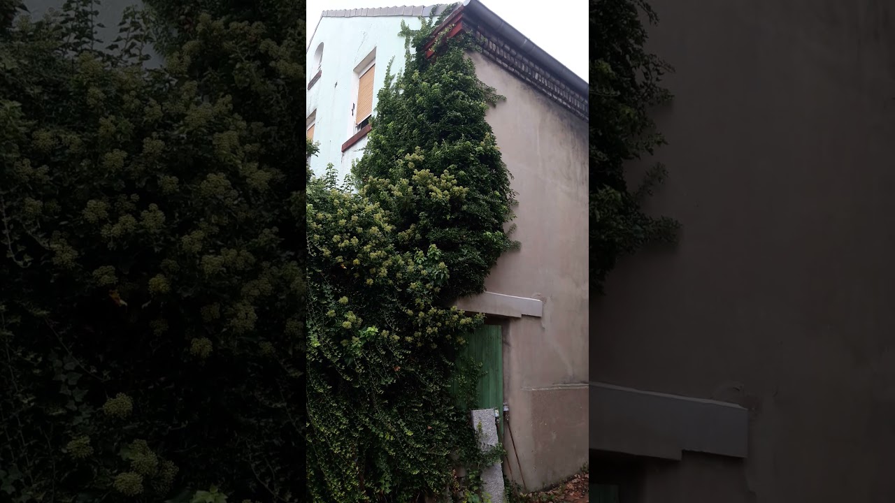 Efeu an der Hauswand