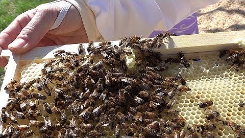 First hive inspection of package bees - Day four of our beekeeping adventure