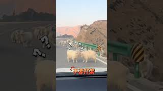 犟种小样挡道打架,可爱又可笑!|中国-甘肃武威 好勇斗狠 打赢坐牢 打输住院 #cute #sheep #fight #animals #shorts #China