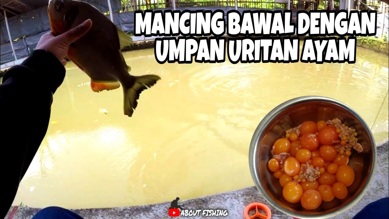 Tes Mancing Bawal Harian Pakai Umpan Uritan Ayam Atau Telur Muda