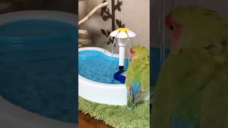 Cool Amazon Bird Baths For Sale