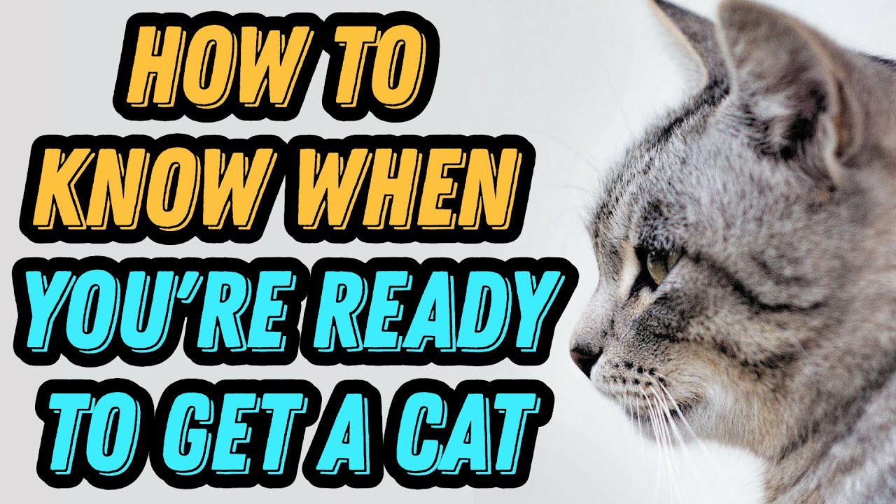 How to Know When You're Ready to Get a Cat - YouTube