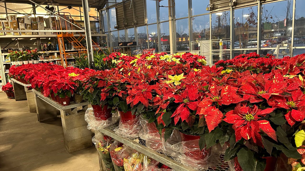 Vlogmas #3 Home Depot Christmas Trees &amp; Poinsettias - YouTube