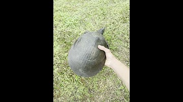 I saved this soft shell turtles life