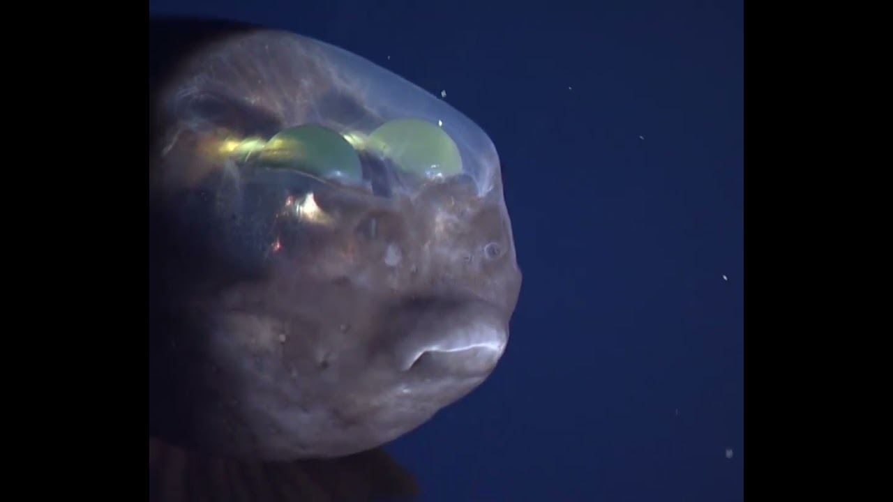 Macropinna microstoma, olhos de barril.