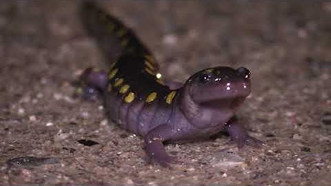 Why Did the Amphibian Cross the Road?