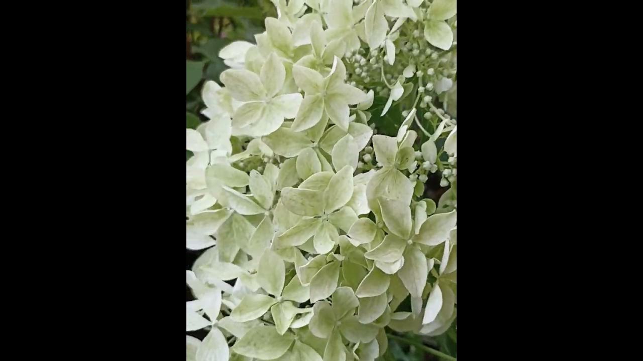 Гортензия метельчатая Дентель де Горрон 2023. - YouTube