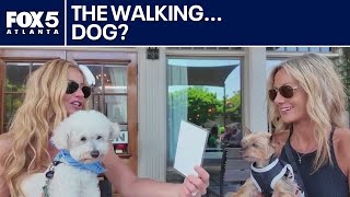 Senoia restaurant offers canine menu for dogs | FOX 5 News